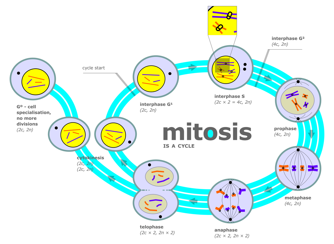 Mitosis Vs Meiosis Haploid Diploid